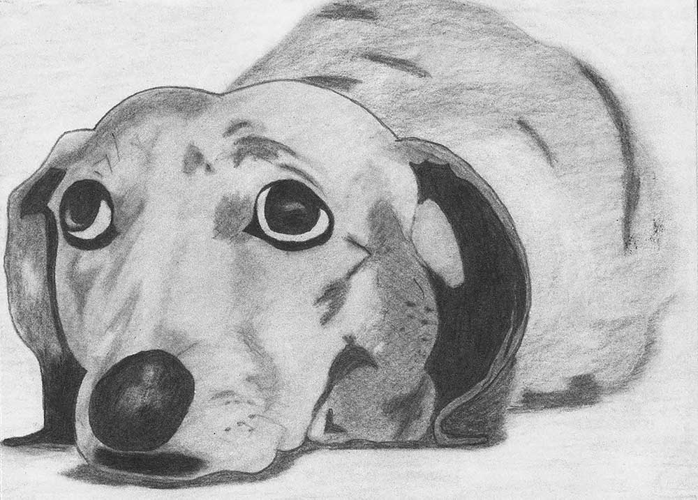 Pencil Drawing of Dog